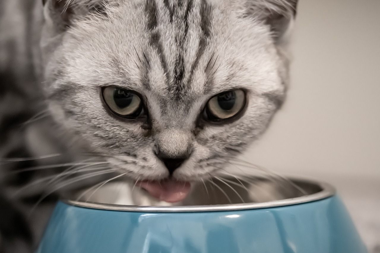 Czego nie może zabraknąć w codziennej diecie kota?